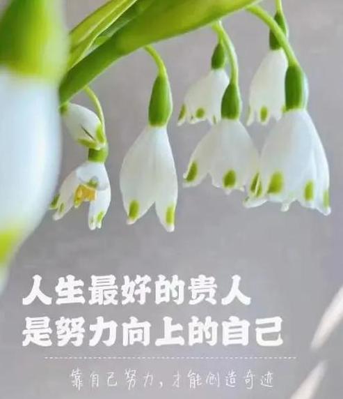 探寻成语什么不乱及同义词反义词背后的智慧