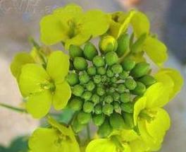 十字花家庭与疾病预防：管理与花语解读
