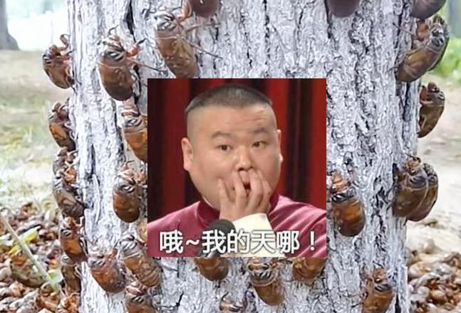 网络热词解析：深入探究噶的含义与传播